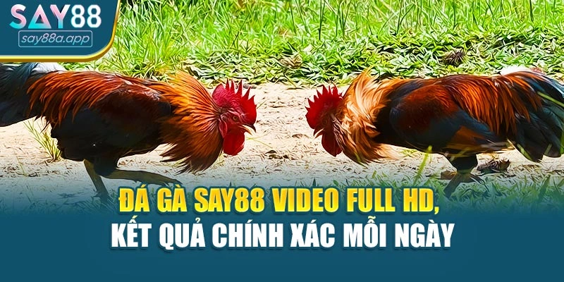 Đá Gà SAY88 Video Full HD, Kết Quả Chính Xác Mỗi Ngày