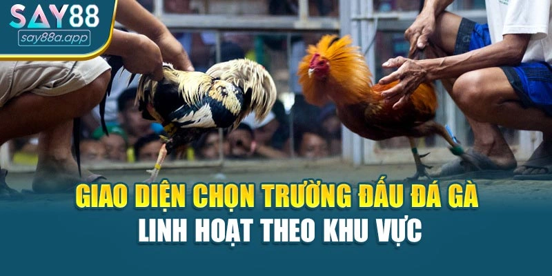 Giao diện chọn trường đấu đá gà linh hoạt theo khu vực