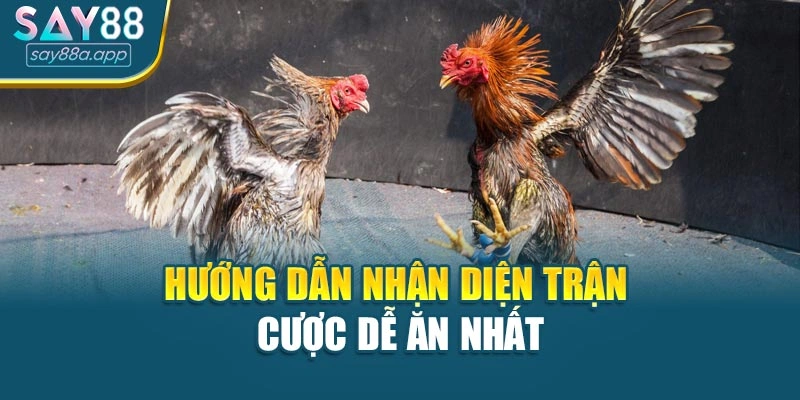 Hướng dẫn nhận diện trận cược dễ ăn nhất
