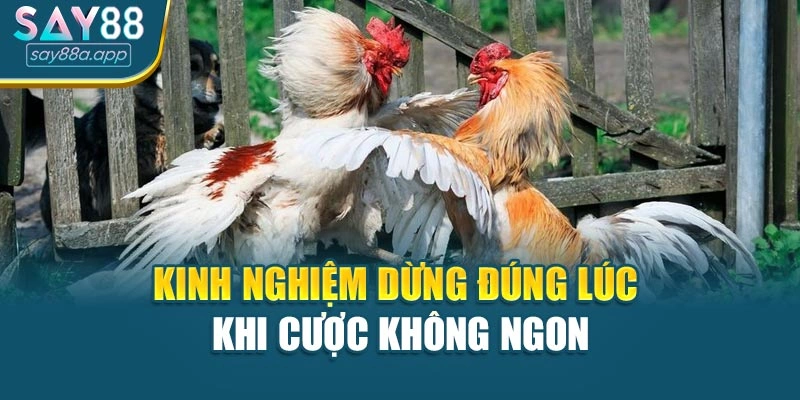 Kinh nghiệm dừng đúng lúc khi cược không ngon