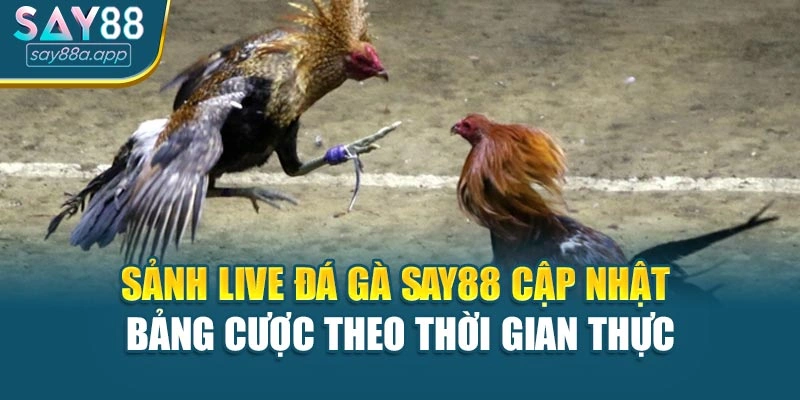 Sảnh Live đá gà SAY88 cập nhật bảng cược theo thời gian thực