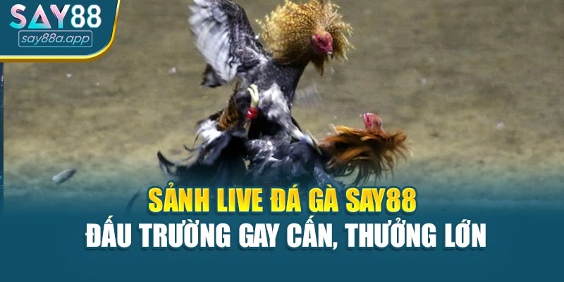 Sảnh Live Đá Gà Say88 – Đấu Trường Gay Cấn, Thưởng Lớn