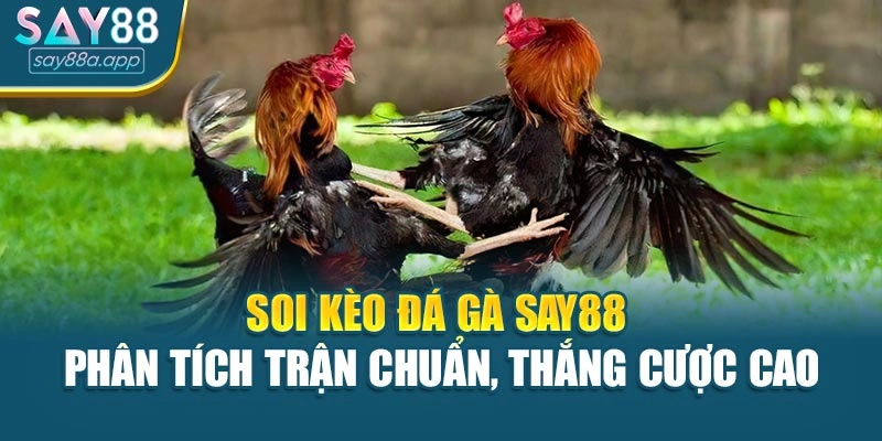 Soi Kèo Đá Gà Say88 – Phân Tích Trận Chuẩn, Thắng Cược