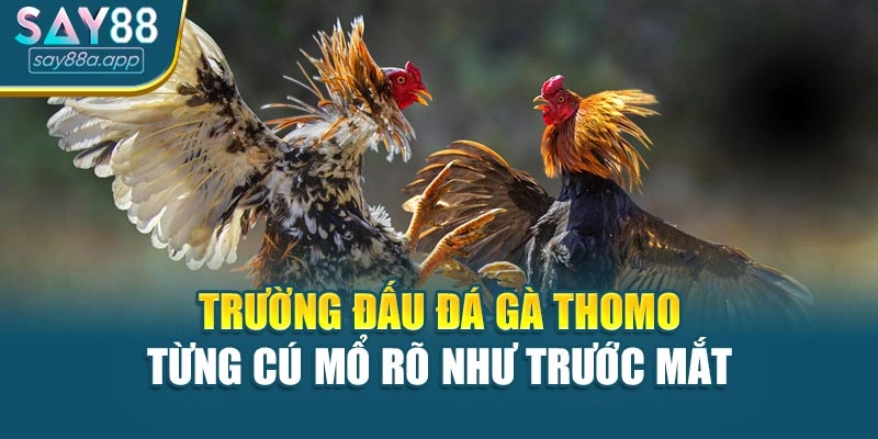 Trường đấu đá gà Thomo – Từng cú mổ rõ như trước mắt