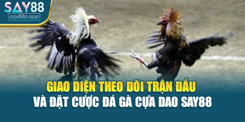 Giao diện theo dõi trận đấu và đặt cược đá gà cựa dao SAY88