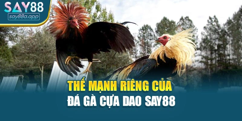 Thế mạnh riêng của đá gà cựa dao SAY88